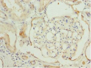CCT2 Antibody