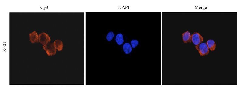 c-Kit Rabbit Polyclonal Antibody