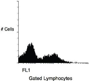 Mouse anti Human CD11b Antibody