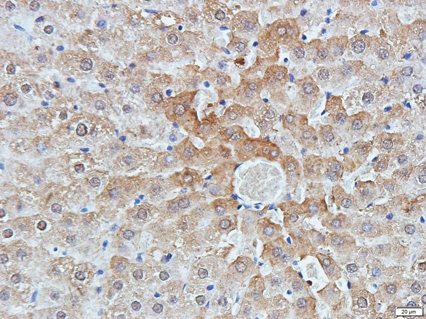 CD11c Rabbit Polyclonal Antibody
