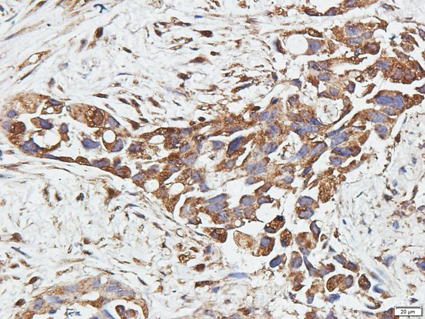CD11c Rabbit Polyclonal Antibody