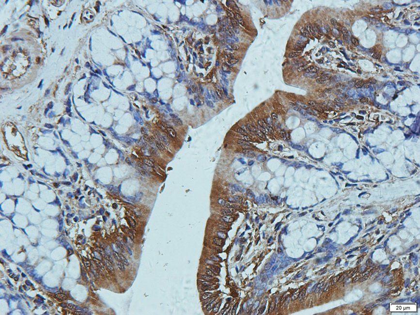 CD11c Rabbit Polyclonal Antibody