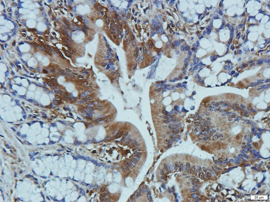 CD11c Rabbit Polyclonal Antibody