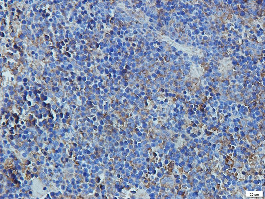 CD11c Rabbit Polyclonal Antibody