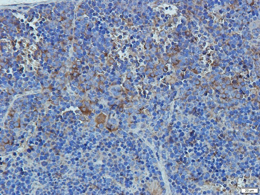 CD11c Rabbit Polyclonal Antibody