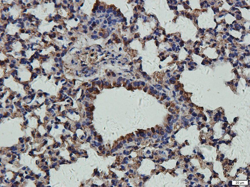 CD11c Rabbit Polyclonal Antibody