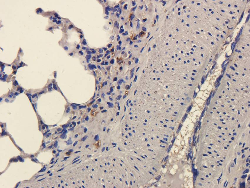 CD11c Rabbit Polyclonal Antibody