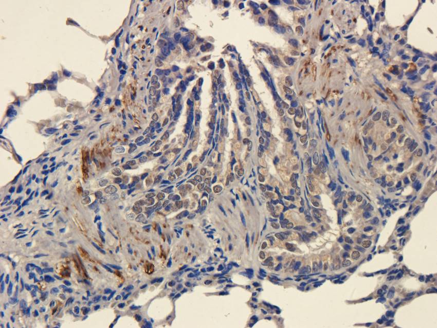 CD11c Rabbit Polyclonal Antibody