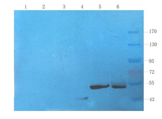 CD11c Rabbit Polyclonal Antibody