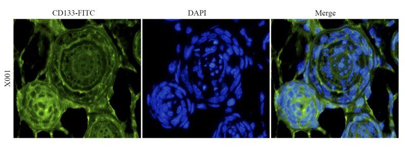 CD133 Rabbit Polyclonal Antibody (FITC)