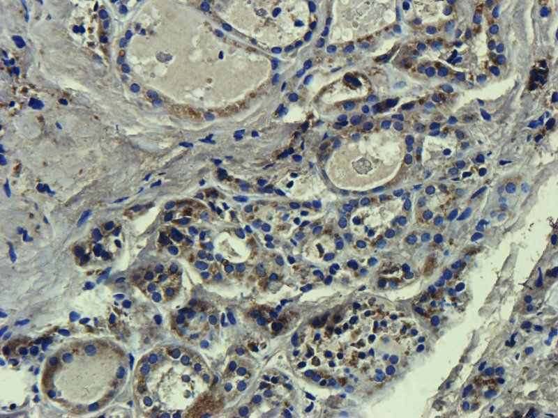 CD133 Mouse Monoclonal Antibody