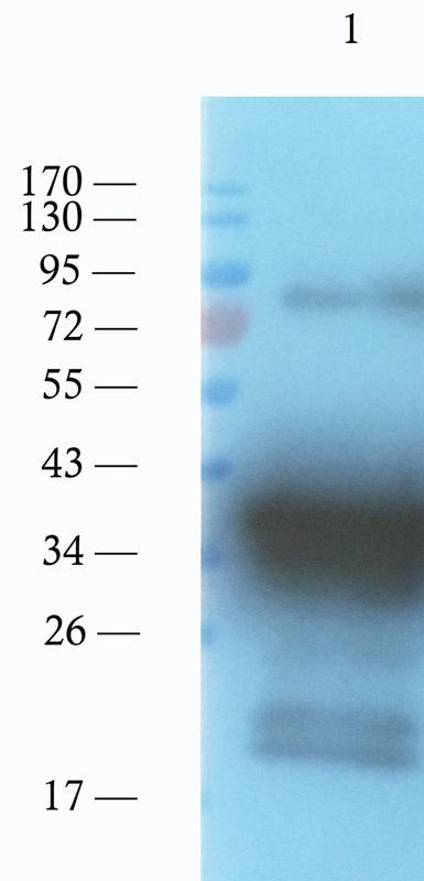 CD133 Mouse Monoclonal Antibody