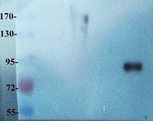 CD133 Rabbit Polyclonal Antibody