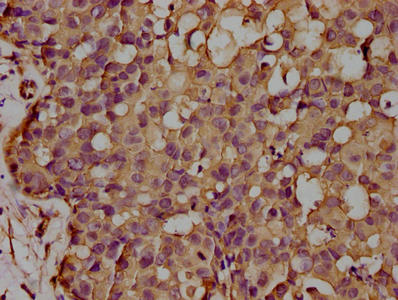 CD14 Antibody
