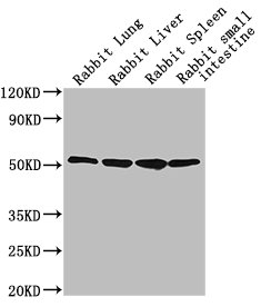 CD14 Antibody