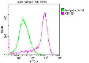 CD146 Antibody