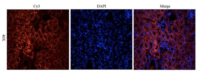 CD146 Rabbit Polyclonal Antibody