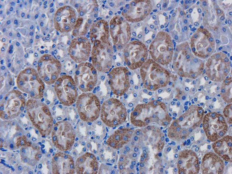 CD146 Rabbit Polyclonal Antibody