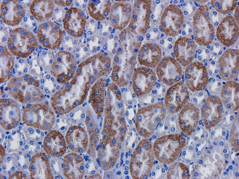 CD146 Rabbit Polyclonal Antibody