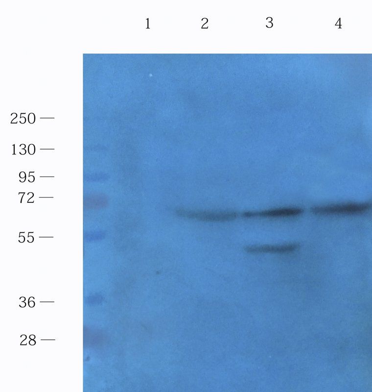 CD14 Rabbit Polyclonal Antibody