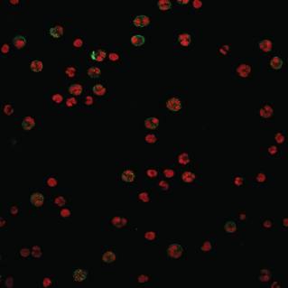 Mouse anti Human CD15-NA Antibody (FITC)