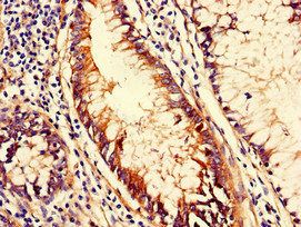 CD151 Antibody