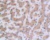 CD163 Rabbit Polyclonal Antibody