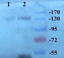 CD163 Rabbit Polyclonal Antibody
