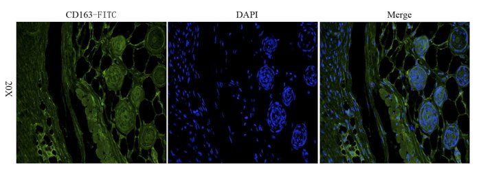 CD163 Rabbit Polyclonal Antibody (FITC)