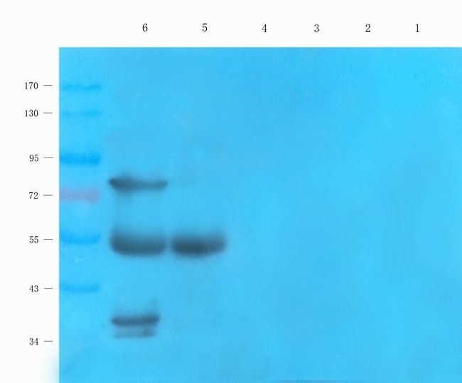 CD166 Rabbit Polyclonal Antibody