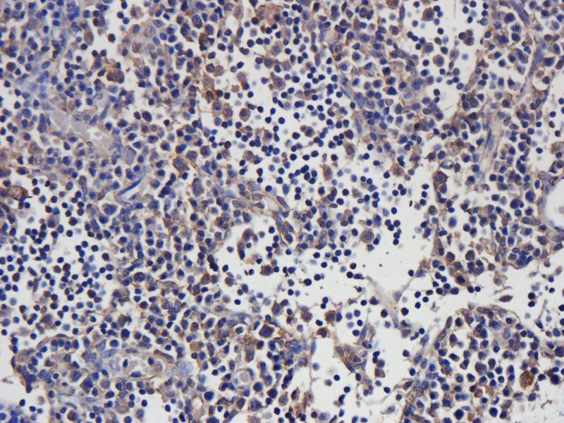 Sialoadhesin Rabbit Polyclonal Antibody