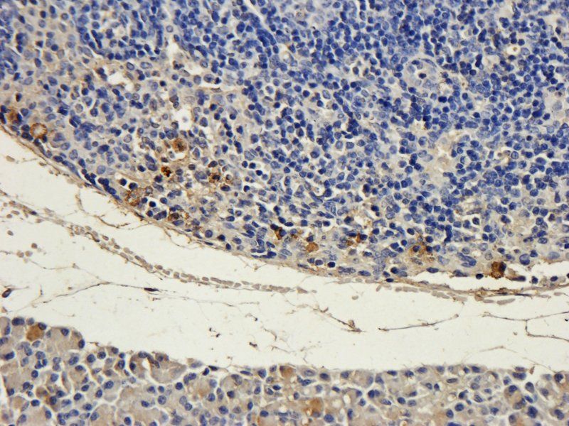 Sialoadhesin Rabbit Polyclonal Antibody