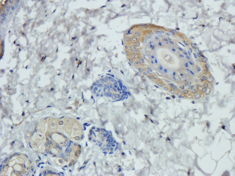 Sialoadhesin Rabbit Polyclonal Antibody