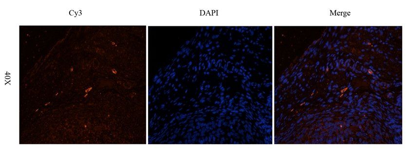 CD169 Sialoadhesin Rabbit Polyclonal Antibody