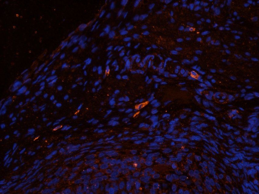 CD169 Sialoadhesin Rabbit Polyclonal Antibody