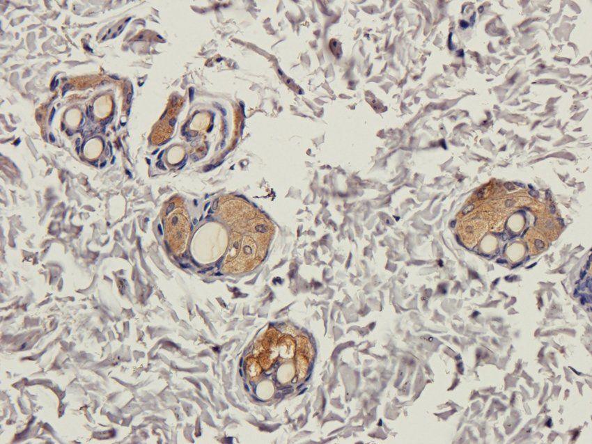 CD169 Sialoadhesin Rabbit Polyclonal Antibody