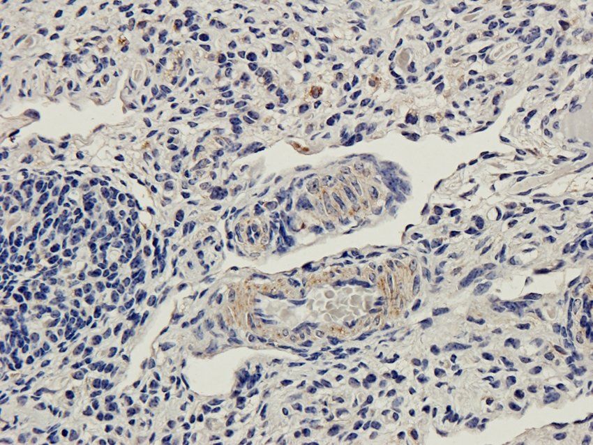 CD169 Sialoadhesin Rabbit Polyclonal Antibody