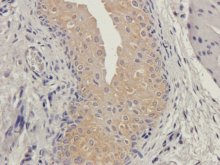 CD169 Sialoadhesin Rabbit Polyclonal Antibody