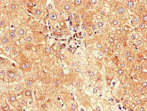 CD177 Antibody