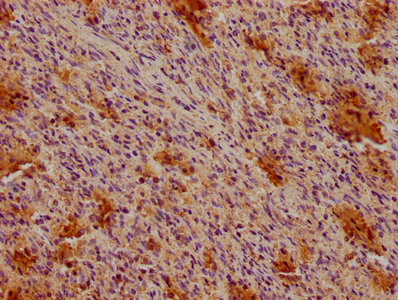 CD19 Antibody