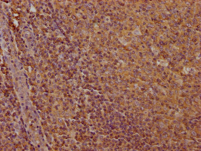 CD19 Antibody
