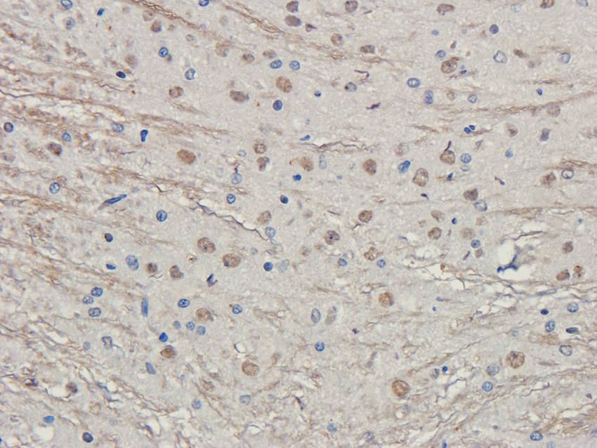 LHCGR Rabbit Polyclonal Antibody