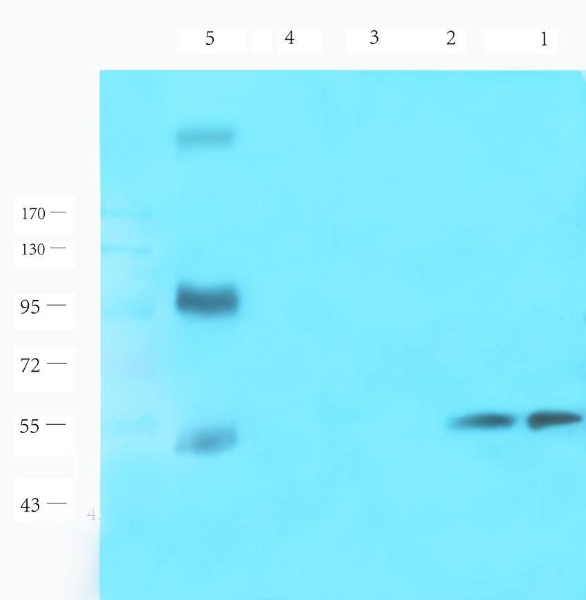 CD19 Rabbit Polyclonal Antibody