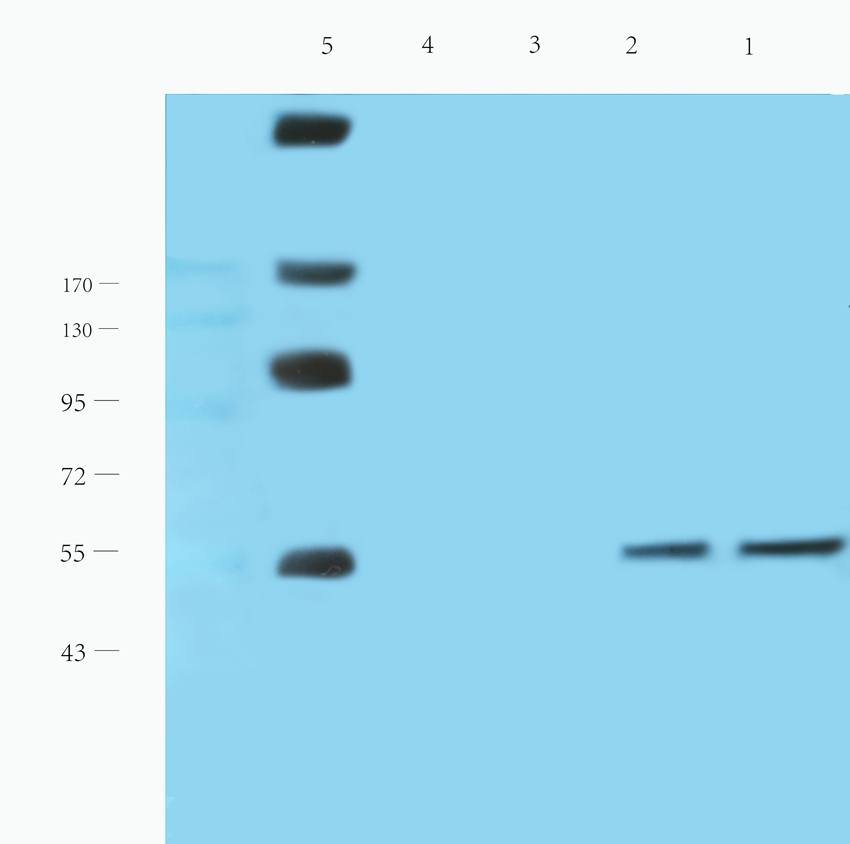 CD19 Rabbit Polyclonal Antibody