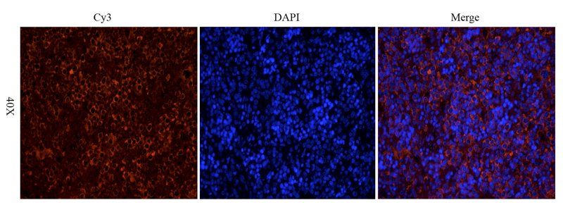 CD19 Rabbit Polyclonal Antibody