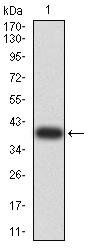 CD2 Antibody