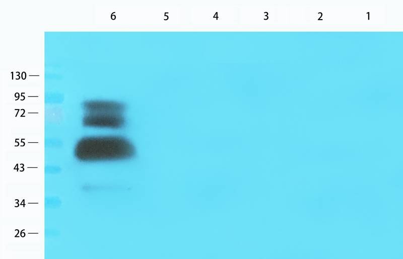 CD200 Rabbit Polyclonal Antibody