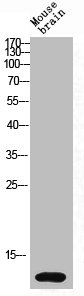 CD226 Antibody