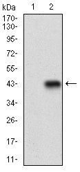 CD22 Antibody