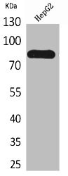CD248 Antibody